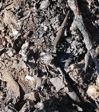 Pfalnzenkohle für unsere Böden